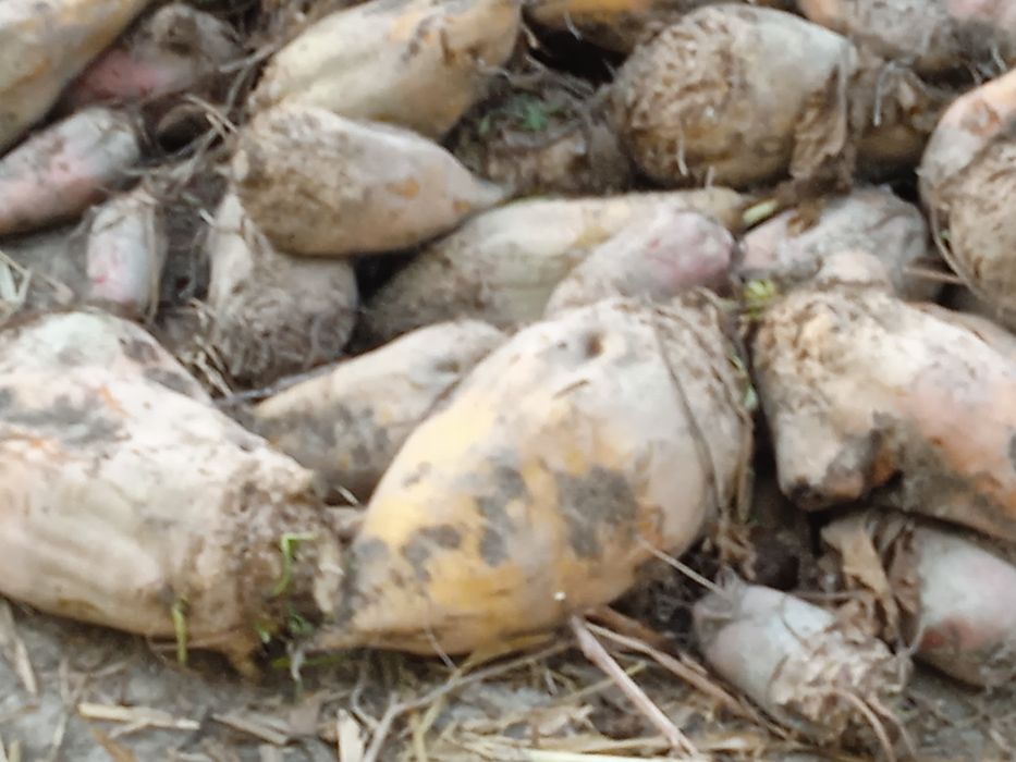 Karmavey     Lavlagilar