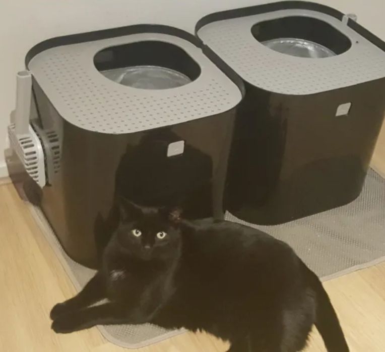 Litiera Modkat pisica