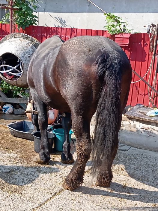 Iapa semigrea de vanzare