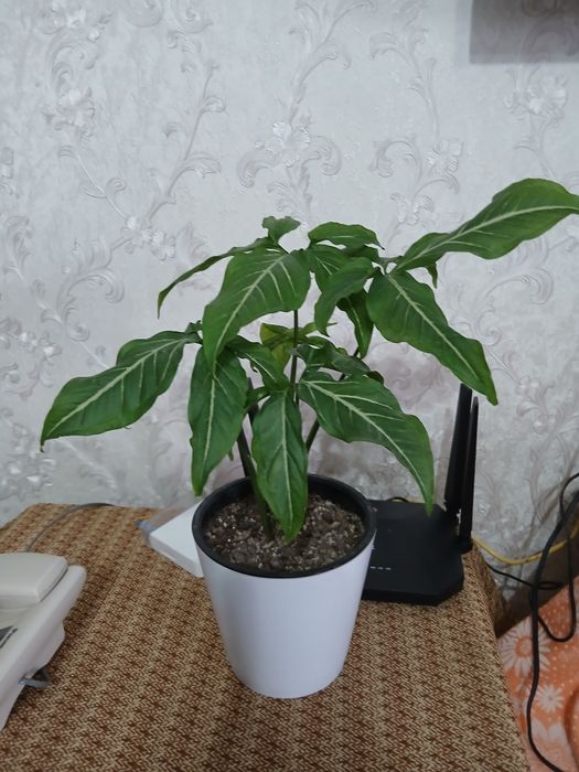 Комнатные цветы адаптированные