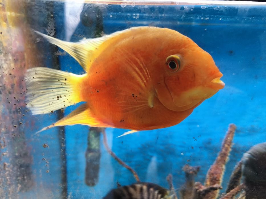 Риби Американски цихлиди Червен папагал , Северум , Сребърен долър