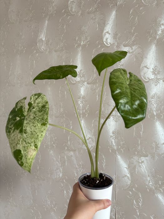 Продам комнатные цветы, алоказии