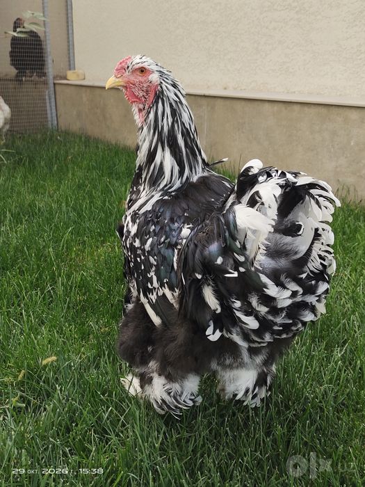 Петух, котрый украсит ваш двор