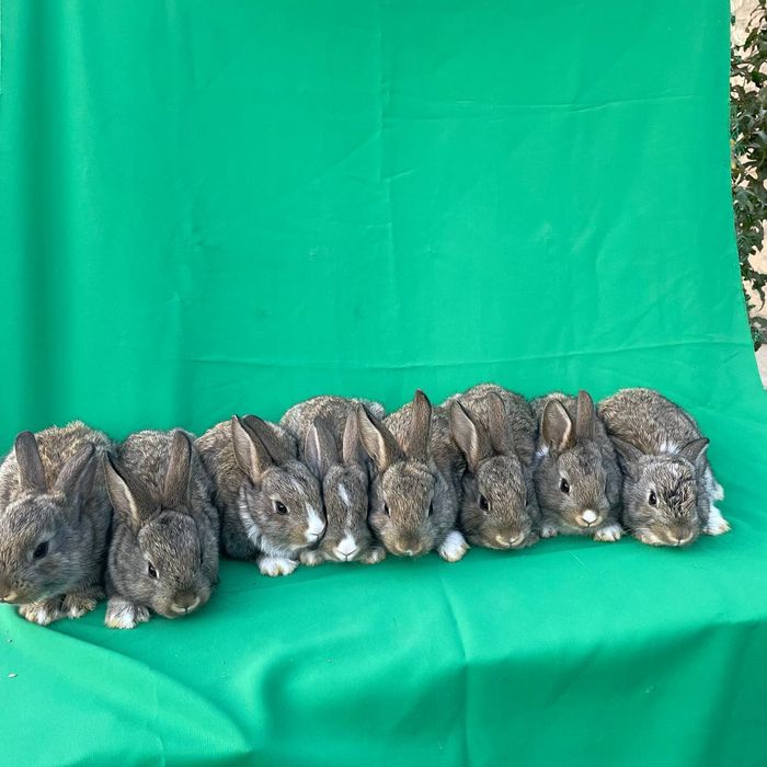 Sotiladi: 1 oylik sog‘lom quyon bolachalari.