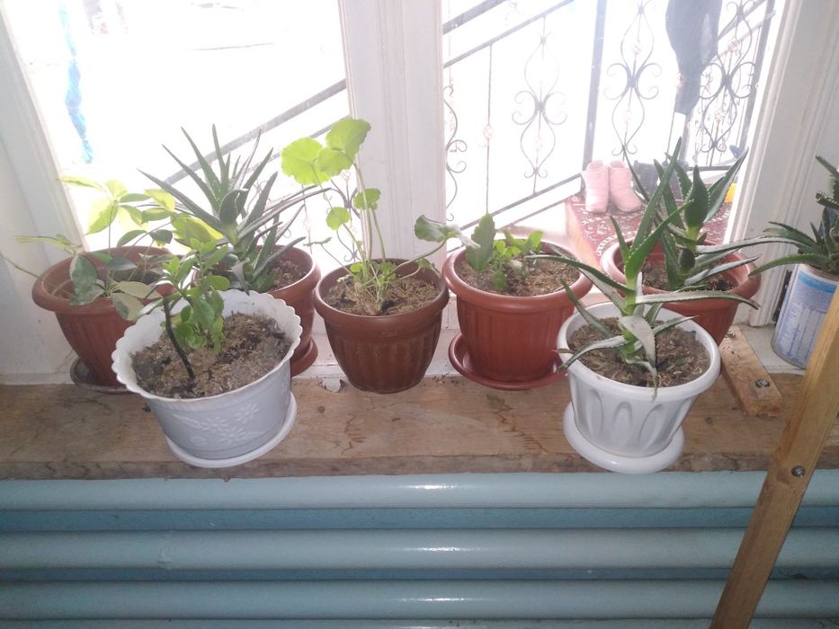 Табий шароитда котта килинган хонаки гуллар.  Офис ва хонадонлар учун