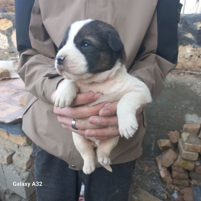Алабай боласи сотилади