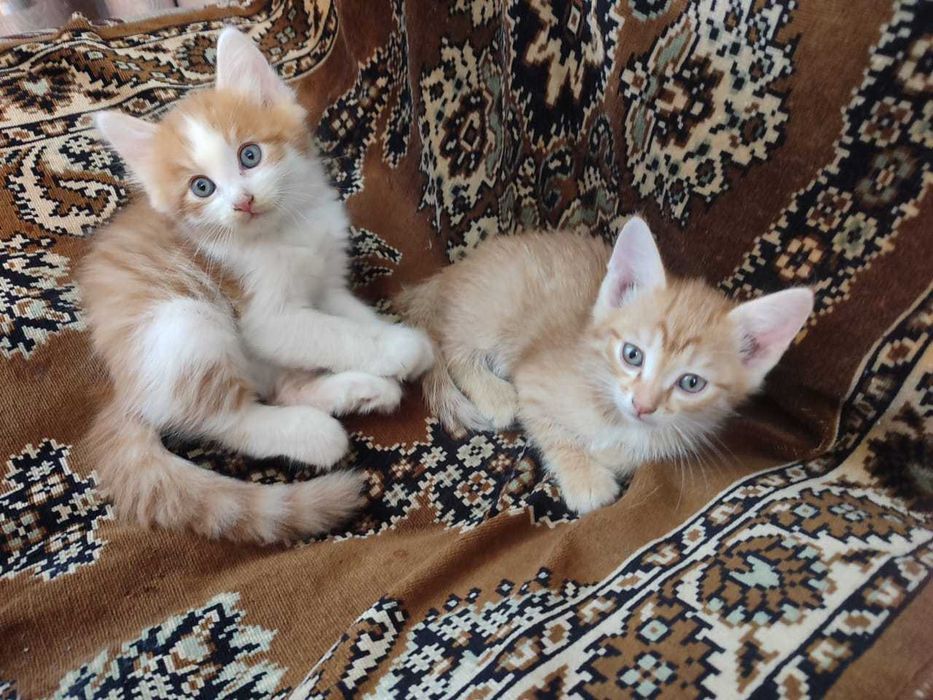 Отдам даром котят