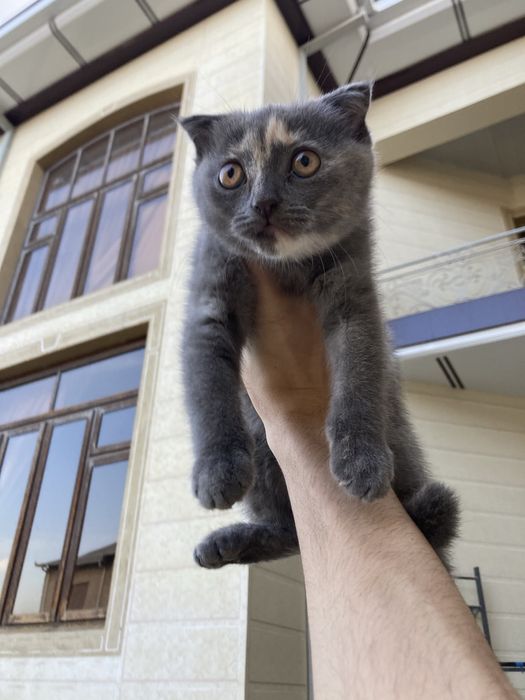 Британская кошка