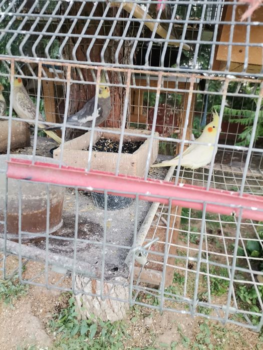 Vând ninfe de anul acesta