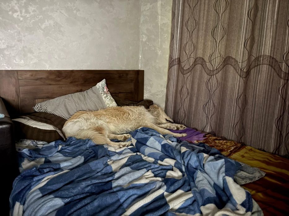 Красивый, добрый пёс ищет дом