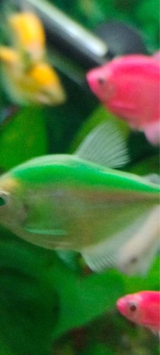 Pesti exotici-acvariu