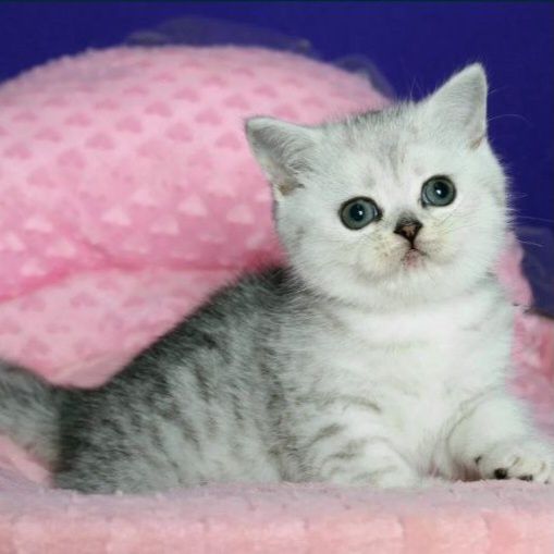 Очаровательная аллиментная девочка скотишстрайт, серебристая табби,