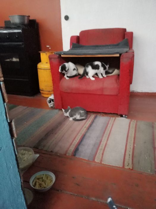 Отдам котят в добрые руки