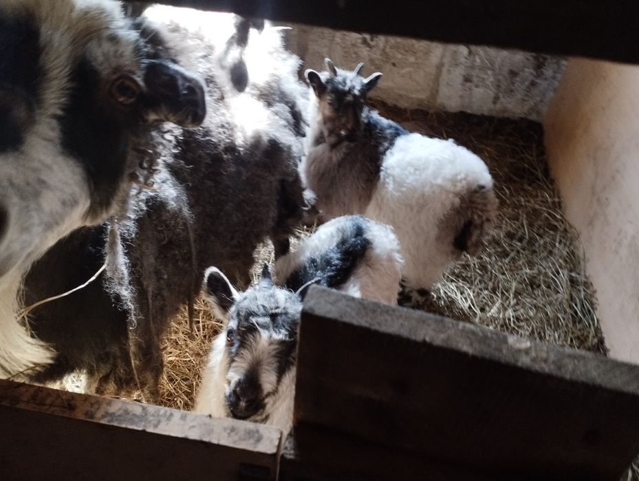 Продам коз 5 голов