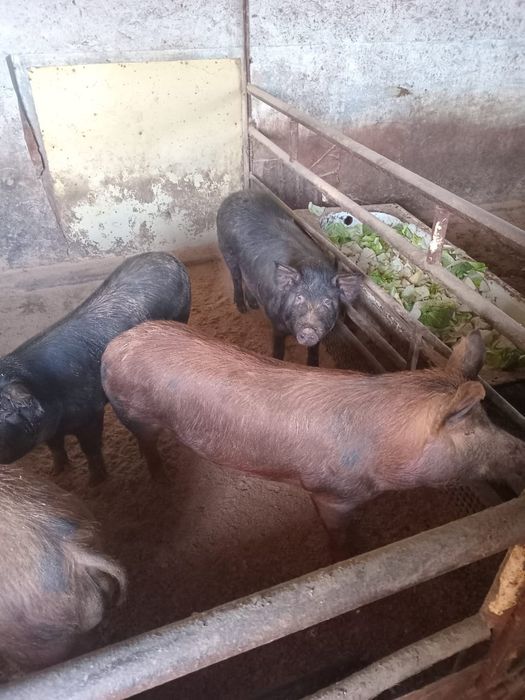 Продам свиней 8 месяцев