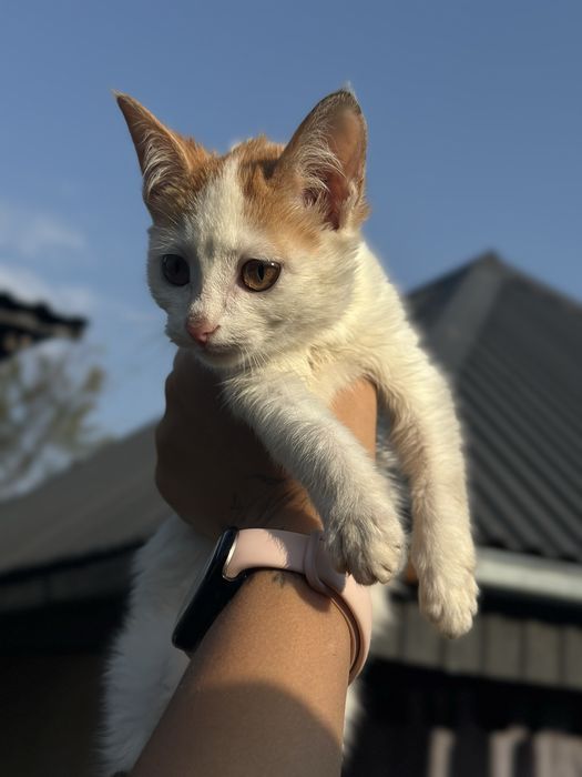 Котенок девочка в добрые руки