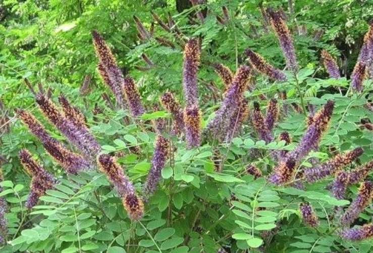 Декоративни Медоносни Дървета И Храсти