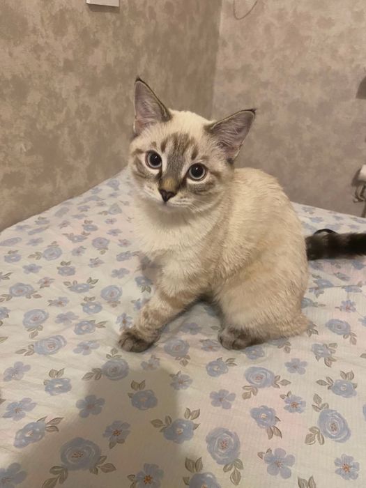 Кот ищет новых хозяев