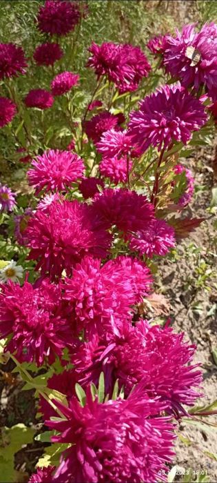 Сдам в аренду дачный участок