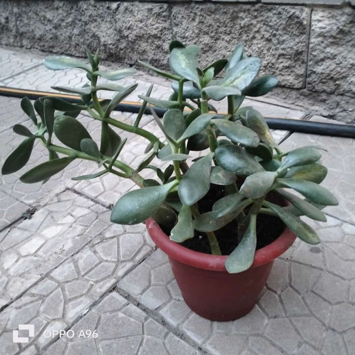 Цветы комнатные разные