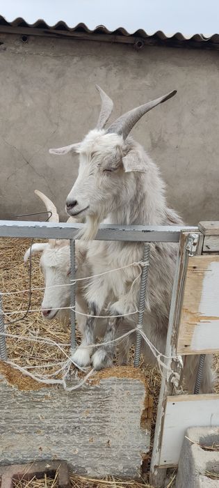 Продам племя коз