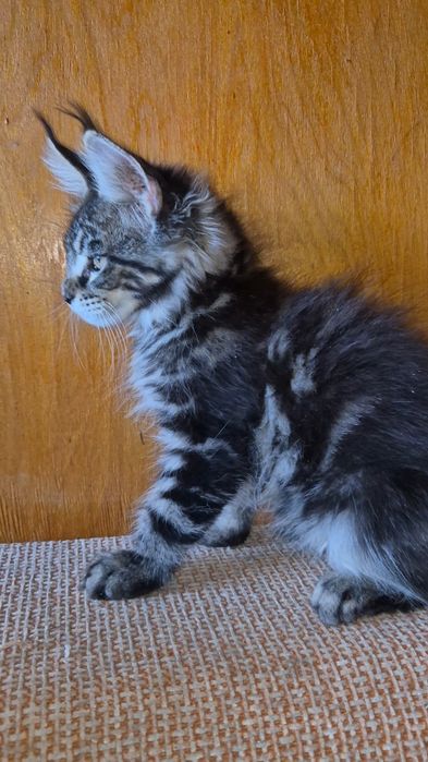 Котята породы Мейн-кун