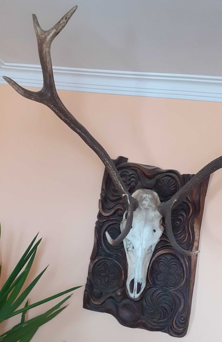 Ловен Трофей - Елен