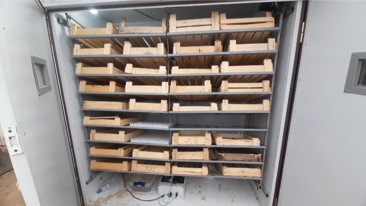 Инкубаторда жужа очириб бераман. Нархи очганига 2000 сум.