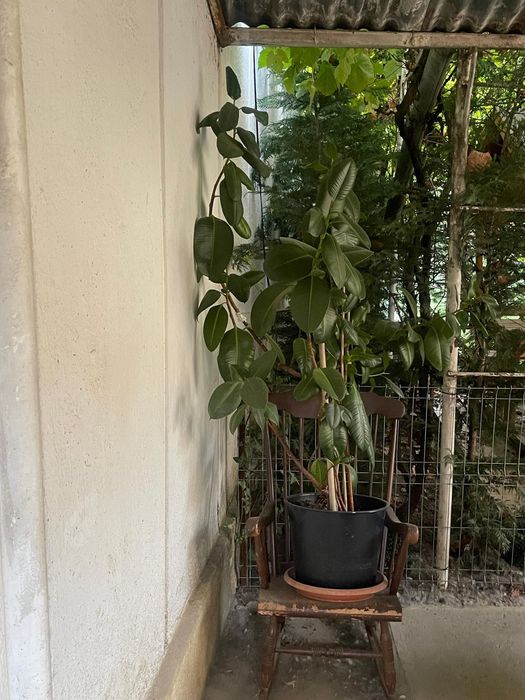 Ficus plantă naturală