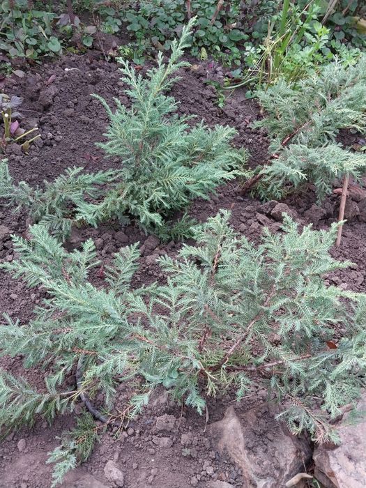 Продам кустарники