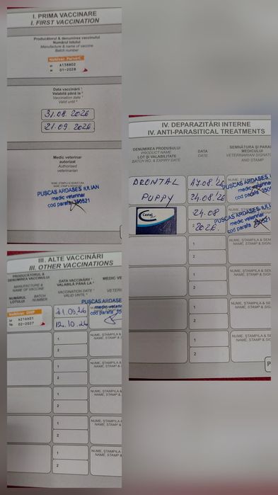 Ciobanesc german