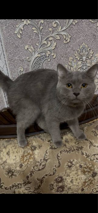 Скотиш Страйт Сотилади