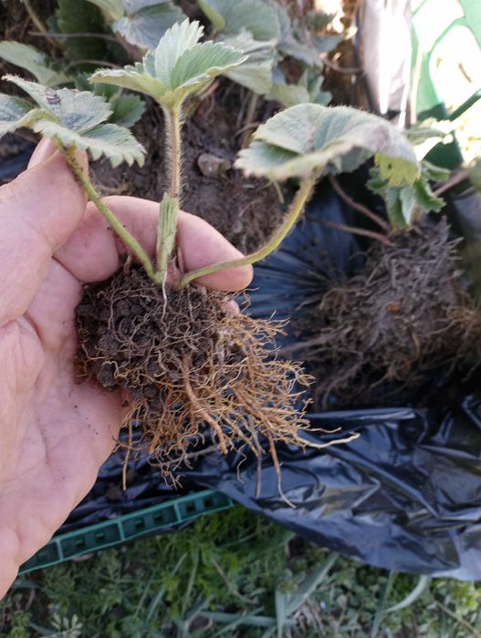 Ягоди разсад сорт Азия 1 лв