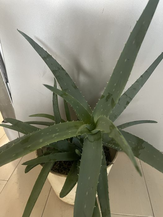 Алое лечебный цветок