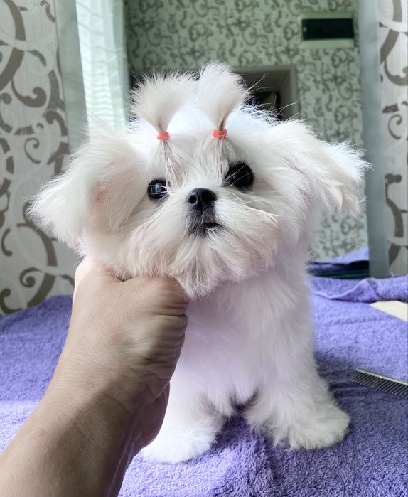 Продается девочка мальтезе мини бэбифейс