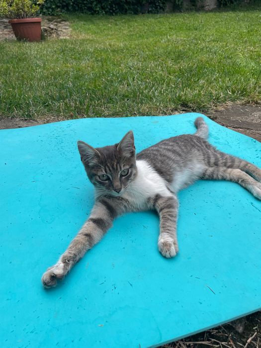 Котенца на около 4 месеца