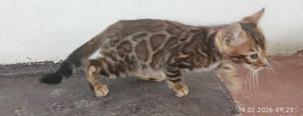 Срочна бингали продаётся