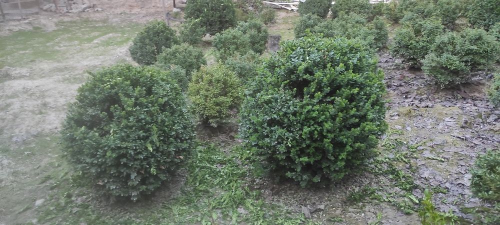 Продаётса декоративное растение