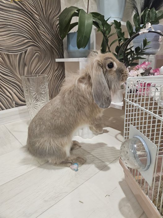 Продам декоративного кролика