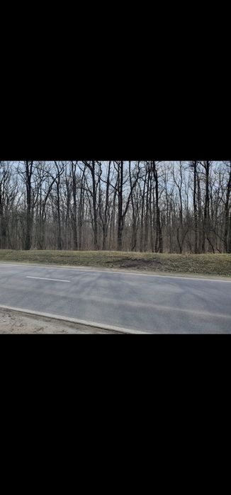 Vand padure Dambovita