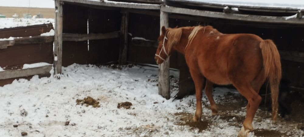Продам.  Кобылу .