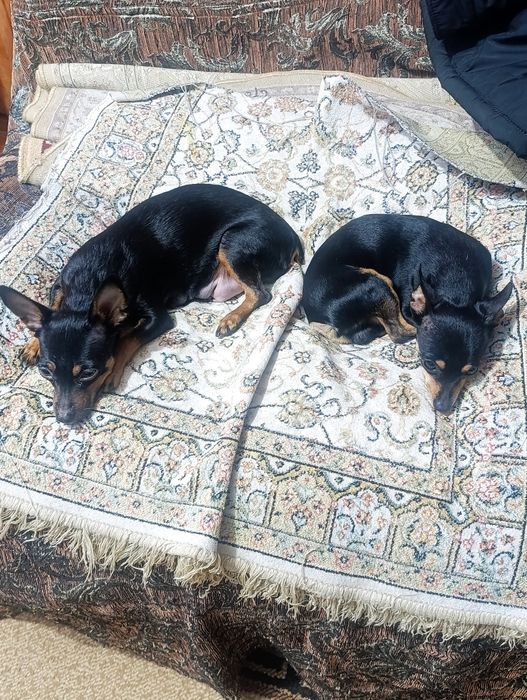 Русский Той терьер