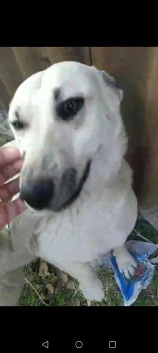 Собаке нужен любящий хозяин