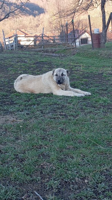 Vând berbecii brezi