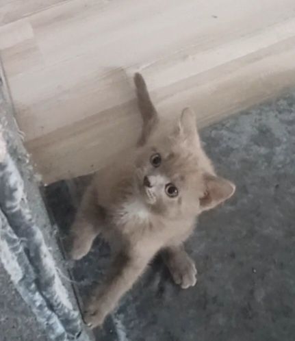 Продам не дорого котят