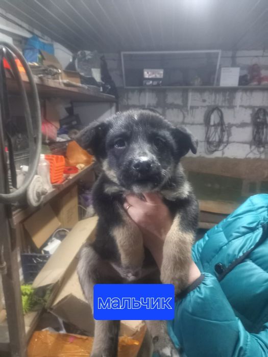 Щенки в добрые руки