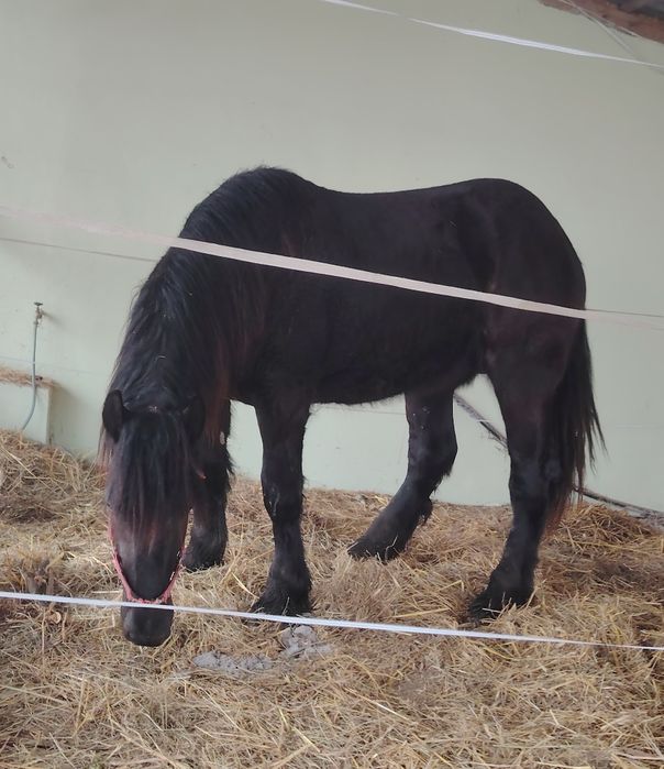 Mânz percheron de un an și zece luni.