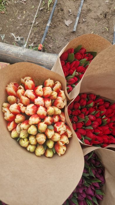 Принимаем заказы на Тюльпаны