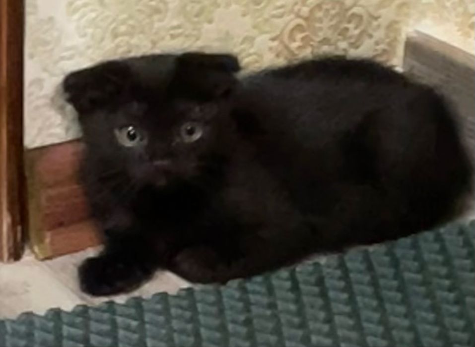 Котята в хорошие руки
