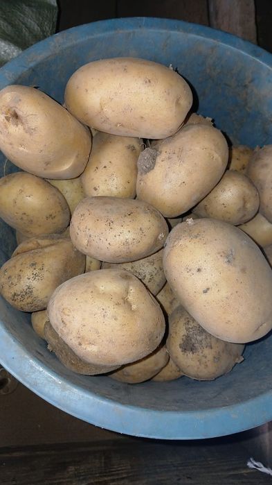 Продам картофель